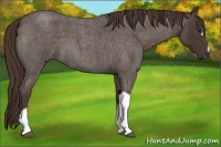 Horse Color:Liver Red Roan