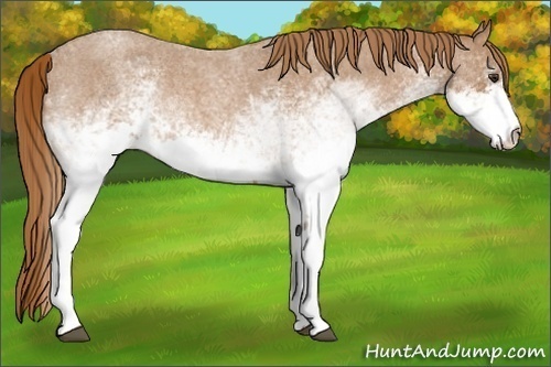Horse Color:White Spotted Red Roan 