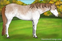Horse Color:White Spotted Red Roan 