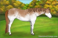 Horse Color:White Spotted Red Roan 