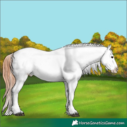 Horse Color:Grullo Snowflake Varnish 