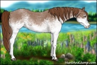 Horse Color:White Spotted Red Roan 