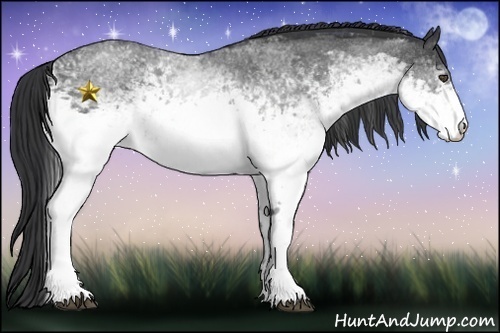 Horse Color:White Spotted Blue Roan 