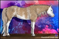 Horse Color:White Spotted Palomino Splash 