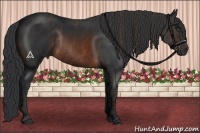 Horse Color:Brown Rabicano Brindle