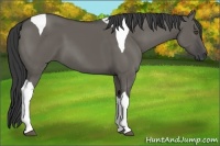 Horse Color:Grullo Tobiano 
