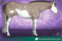 Horse Color:Liver Red Dun Splash Frame 
