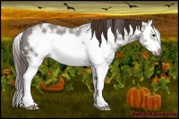 Horse Color:Liver Chestnut Ice Sabino Splash Frame Rabicano