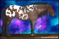 Horse Color:Brown Near Leopard 