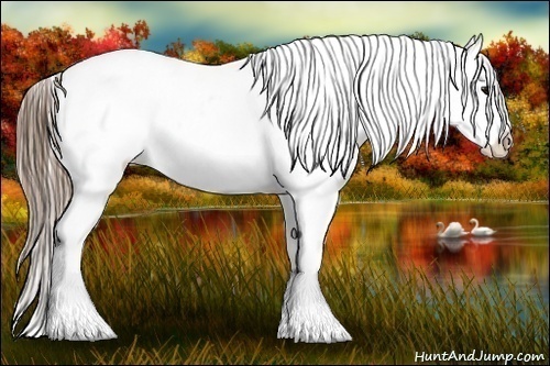 Horse Color:Black Pearl Appaloosa 