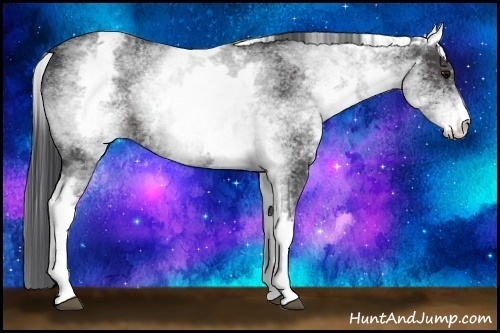 Horse Color:White Spotted Black 