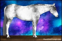 Horse Color:White Spotted Black