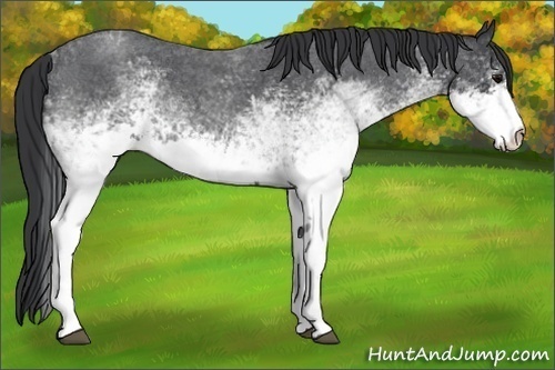 Horse Color:White Spotted Blue Roan 