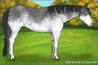 Horse Color:White Spotted Blue Roan 