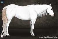 Horse Color:White Spotted Blue Roan Pearl Snowcap 
