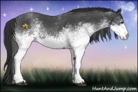 Horse Color:White Spotted Blue Roan 
