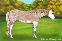 Horse Color:Chestnut Ice Sabino Splash