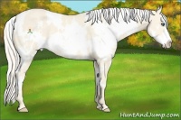 Horse Color:White Spotted Cremello Dun Splash Frame 