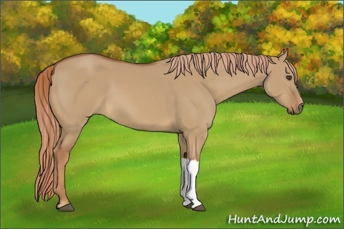 Horse Color:Red Dun 