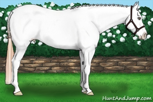 Horse Color:Gold Champagne Ice Roan Dun Splash Frame Blanket