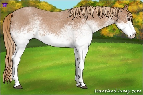 Horse Color:White Spotted Red Roan 