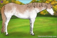 Horse Color:White Spotted Red Roan 