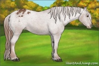 Horse Color:Chestnut Appaloosa