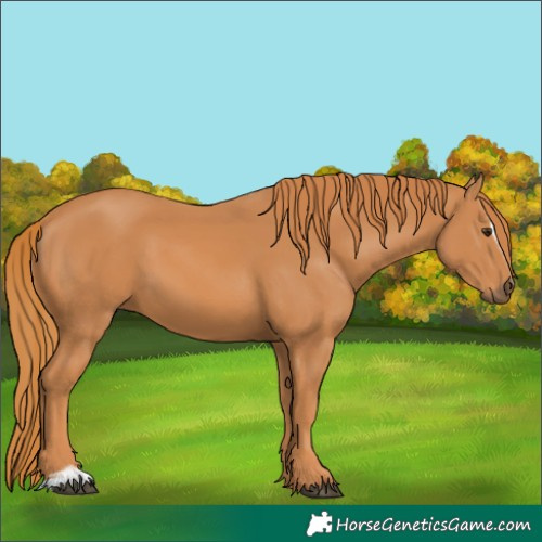 Horse Color:Unknown 