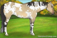 Horse Color:White Spotted Buckskin Dun 