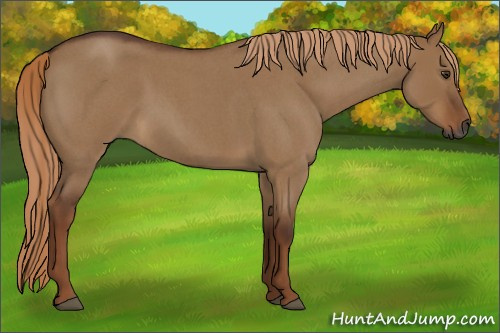 Horse Color:Gray Red Dun Roan