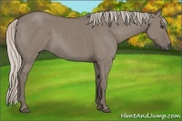 Horse Color:Silver Grullo