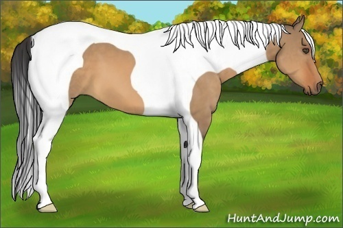 Horse Color:Bay Dun Tobiano 