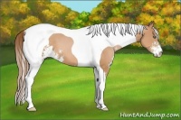 Horse Color:Bay Pearl Sabino Tobiano 