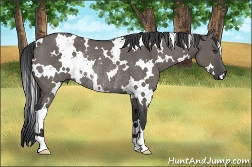 Horse Color:White Spotted Grullo Rabicano 