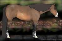 Horse Color:Buckskin Sabino