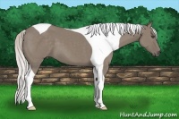Horse Color:Silver Grullo Tobiano 