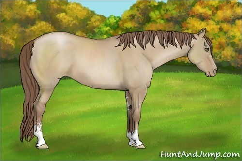 Horse Color:Grullo Pearl Sabino