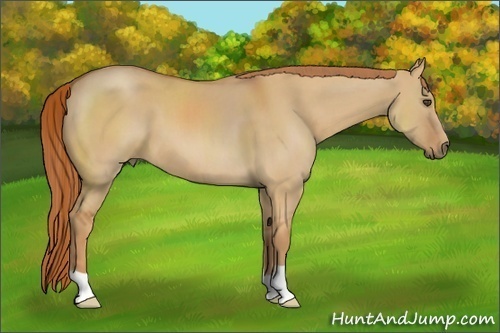 Horse Color:Red Dun