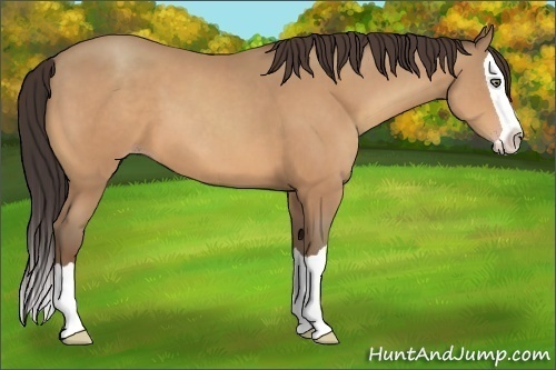 Horse Color:Amber Champagne Splash 