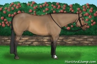 Horse Color:Bay Dun Frame 