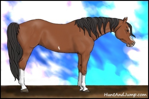 Horse Color:Bay Splash Frame