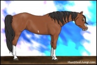 Horse Color:Bay Splash Frame 