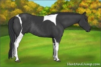 Horse Color:Black Sabino Tobiano Rabicano