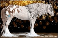Horse Color:Chestnut Appaloosa