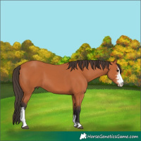 Horse Color:Bay Sabino 
