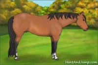 Horse Color:Bay Sabino