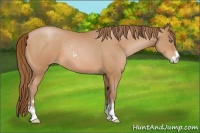 Horse Color:Bay Pearl Sabino