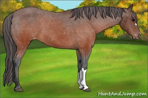 Horse Color:Brown Appaloosa 