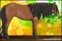 Horse Color:Bay Splash Frame