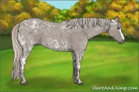 Horse Color:White Spotted Silver Grullo Ice Frame 